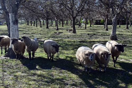 A line of sheep approaching photo