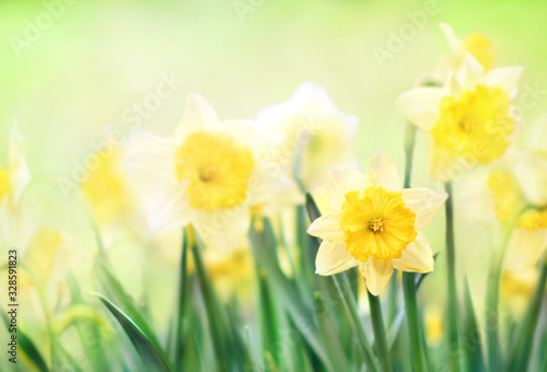Spring blossoming yellow daffodils in garden, springtime blooming narcissus (jonquil) flowers, shallow DOF, toned