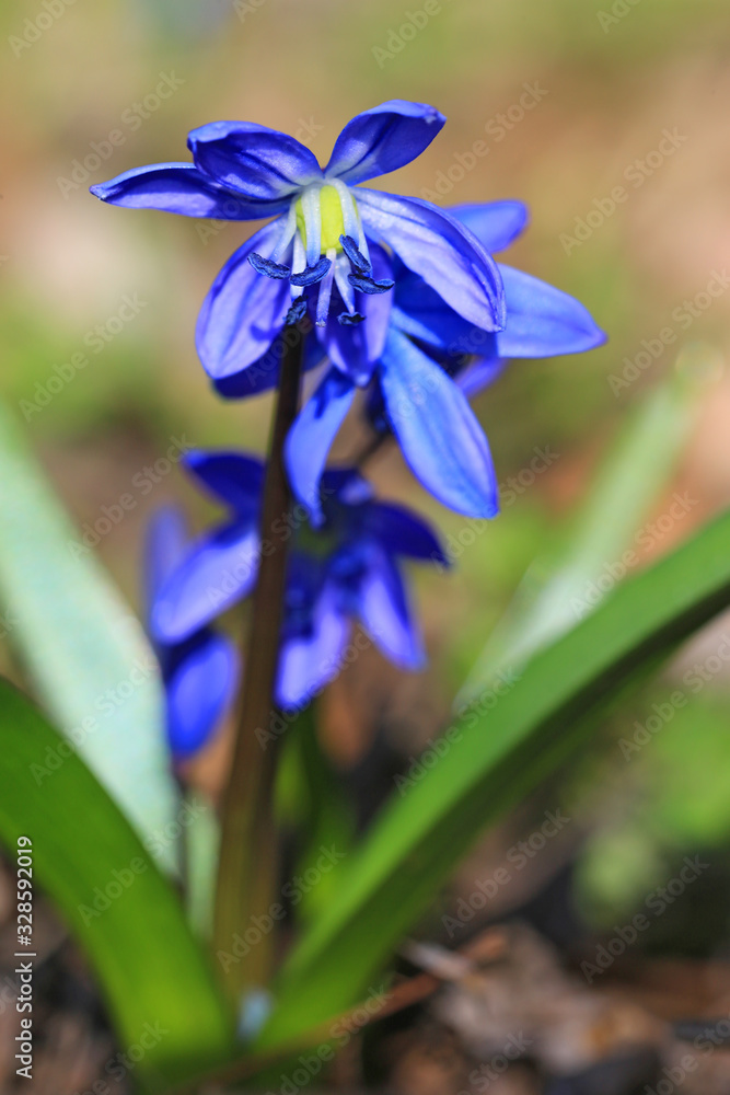 spring wild flowers spring wild flowers