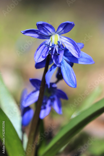 blue scilla bifolia spring flowers