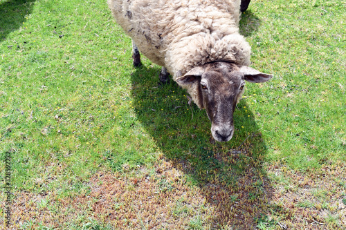 Look down on sheep photo