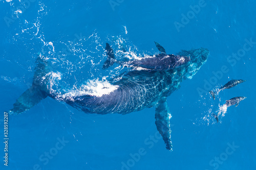 Humpback whales photographed with drone off the coast of Kapalua, Hawaii. Mother whale and her calf splash in the warm Pacific waters as two dolphins join in on then fun.  © justin