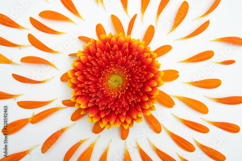 Gerbera blossom lies on a white base and is surrounded by many small petals