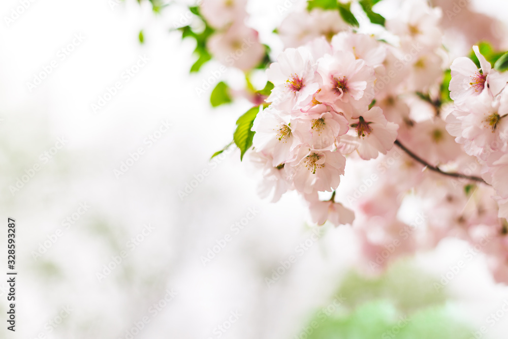 Amazing pink cherry blossoms on the Sakura tree. Beautiful spring tree. Amazing pink cherry blossoms on the Sakura tree. Beautiful spring tree.
