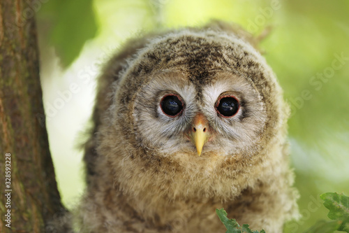 Portrait of tawny owl nestling - Strix aluco sit on the branch of oak tree