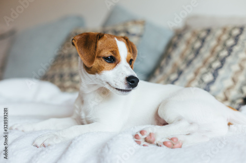 Adorable puppy Jack Russell Terrier laying on the white blanket.