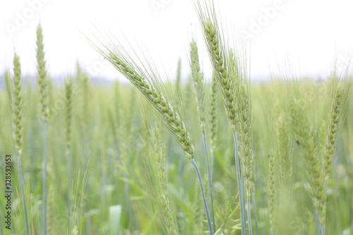 Crop Of Young Wheat Seedlings In An Agricultural Field In Spring