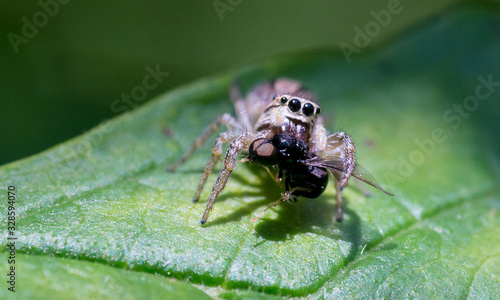 Fototapeta Naklejka Na Ścianę i Meble -  Extreme close up of spider attacks wasp, green leaf in background