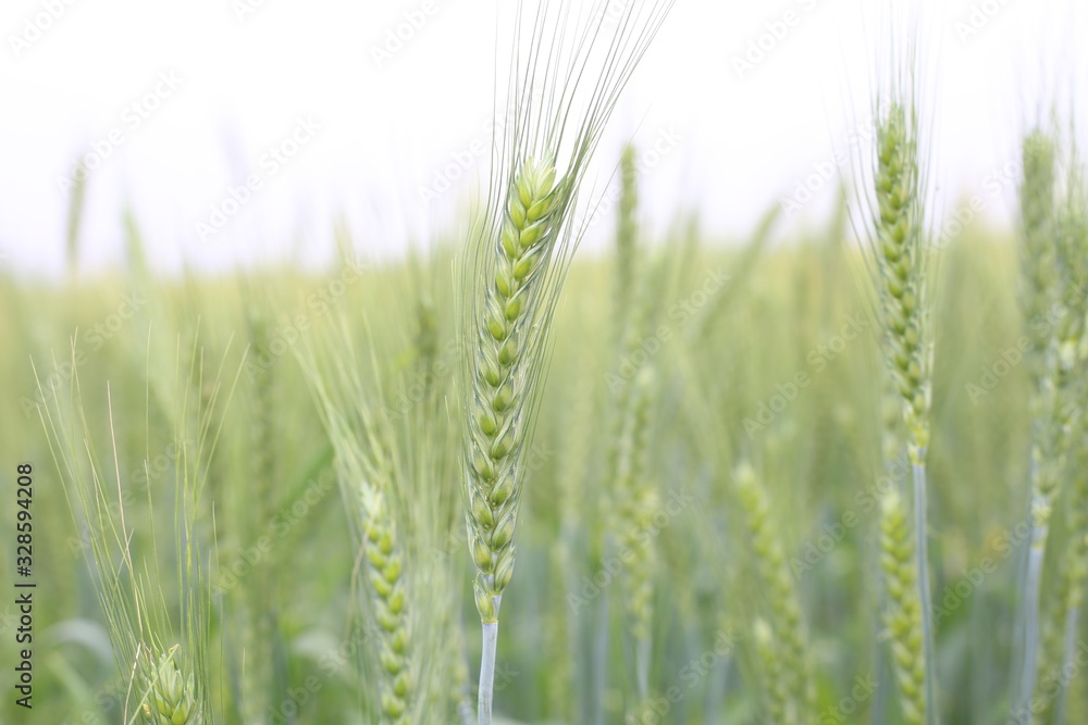 young wheat crops in agricultural field covered