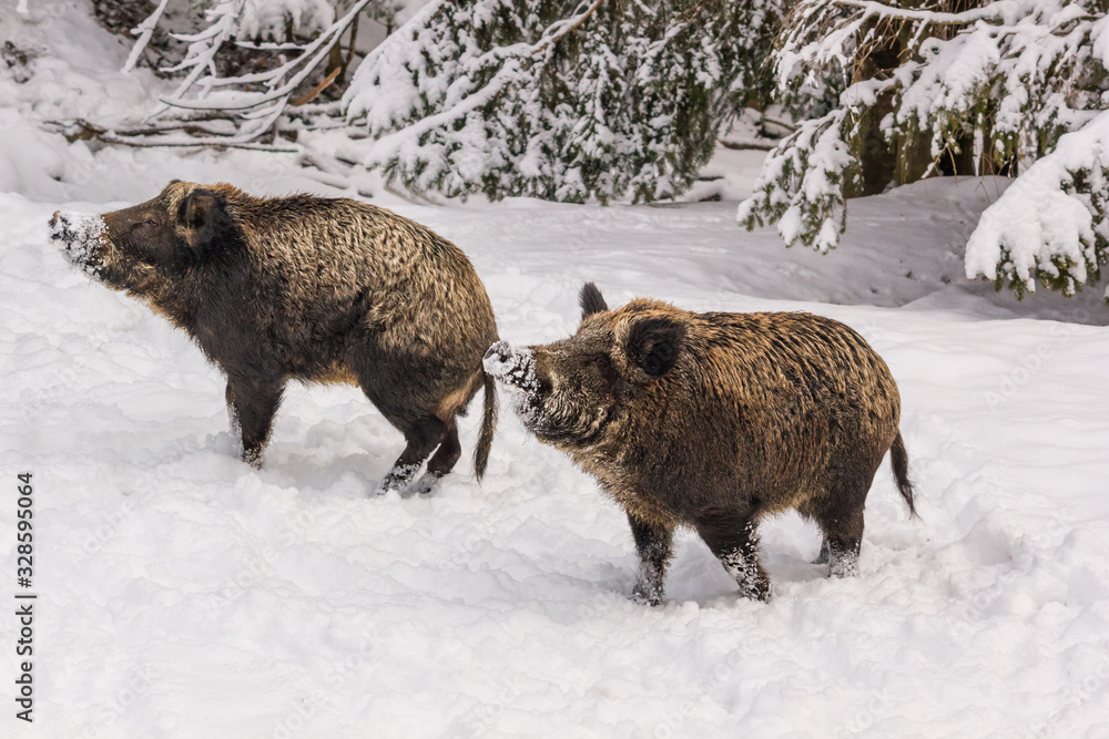Winter landscape - view of a group of wild boars (Sus scrofa) in the winter mountain forest after snowfall, selective focus