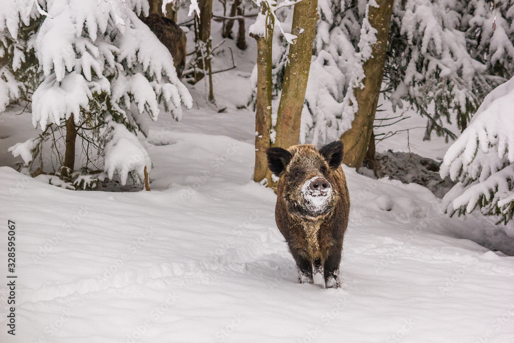 Winter landscape - view of the a wild boar (Sus scrofa) in the winter mountain forest after snowfall, selective focus Winter landscape - view of the a wild boar (Sus scrofa) in the winter mountain forest after snowfall, selective focus
