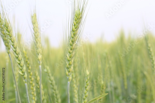 Young Farmers Examining Planted Wheat Fields
