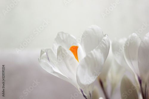 Fototapeta Naklejka Na Ścianę i Meble -  White crocuses. Early spring flowers. Macro view.