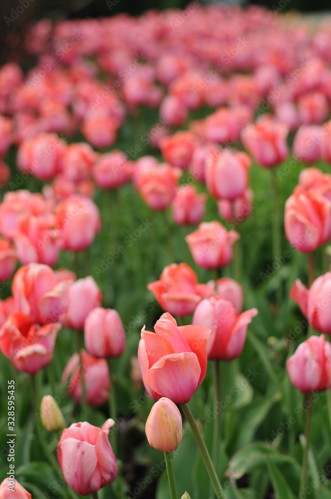 Fototapeta premium Many pink tulips in the flowerbed
