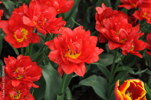 Fully blooming red terry tulips with a yellow center