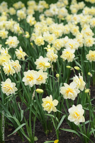 Plenty of yellow and white daffodils in the flowerbed