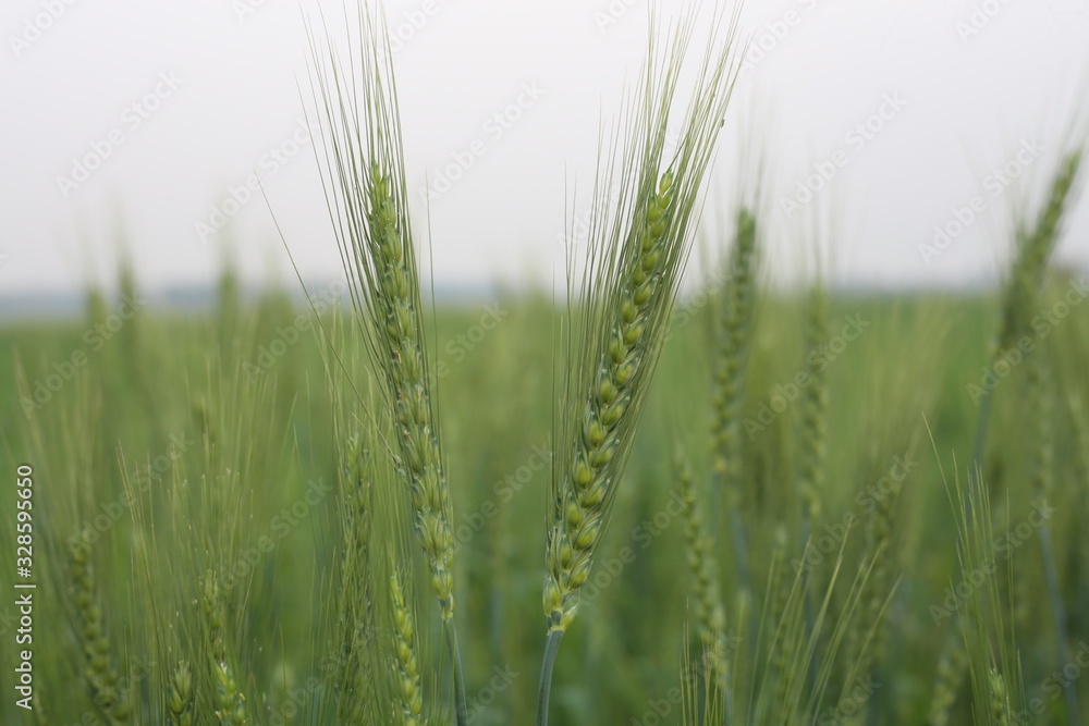 The Beautiful Green Wheat Field