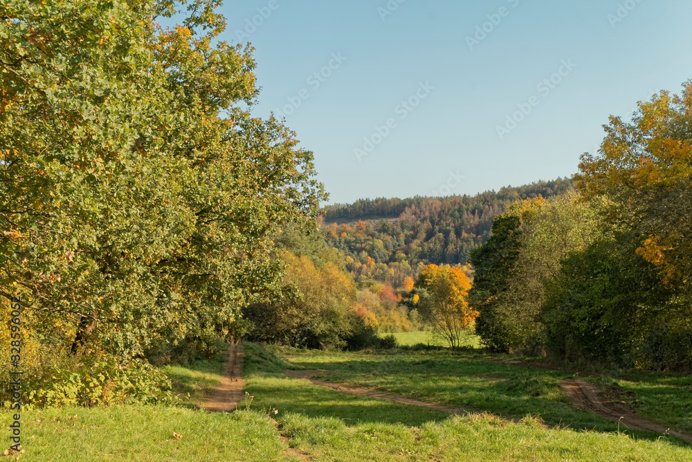 Fototapeta premium Autumn – colorful tree leaves.