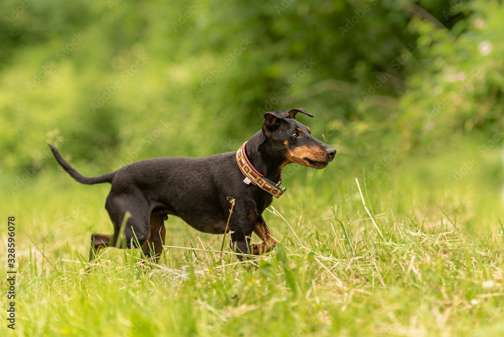 Beauty Manchester Terrier dog runs over a green meadow in spring