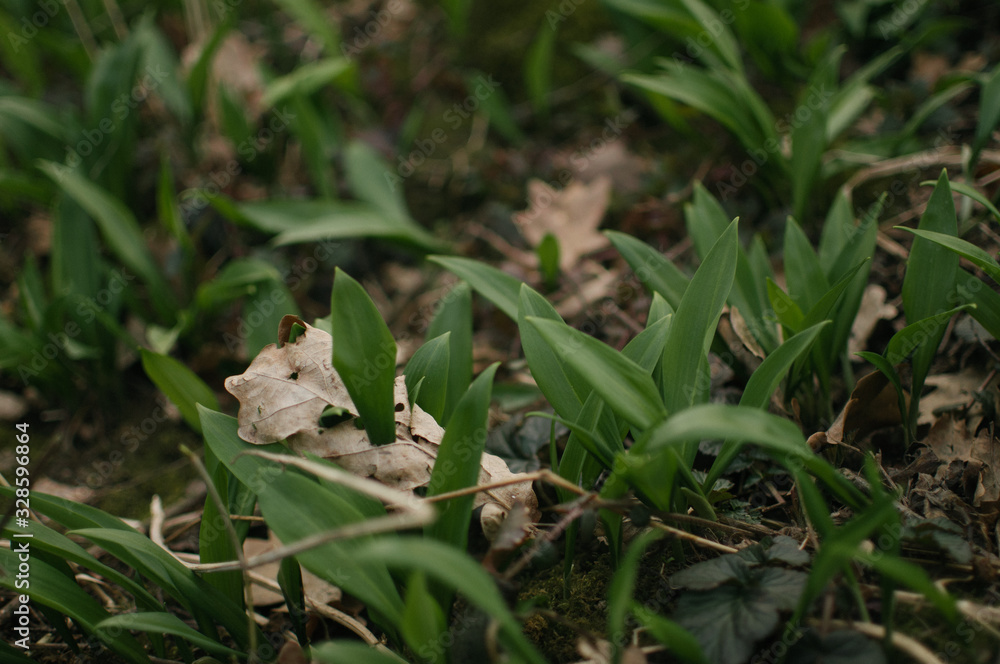 Searching for a wild garlic Searching for a wild garlic
