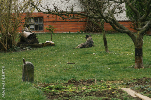 Tree climber cutting a wallnut tree in the garden