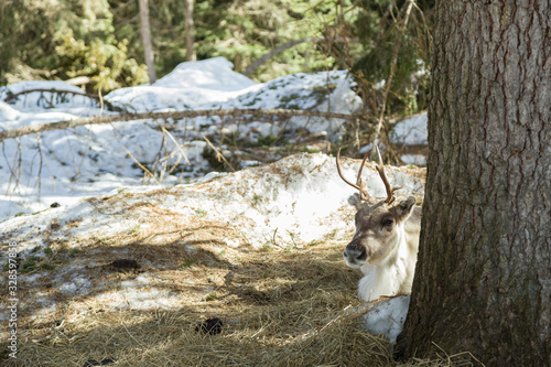Fototapeta Naklejka Na Ścianę i Meble -  renier