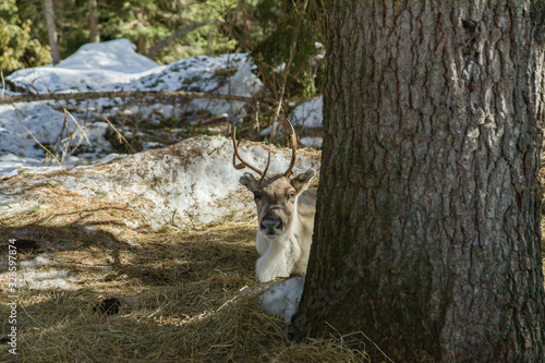 Fototapeta Naklejka Na Ścianę i Meble -  renifer