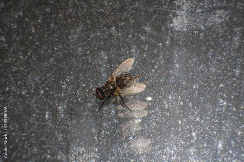 A fly rubbing back legs on a flat surface. A housefly on a glass. Musca domestica. Housefly.