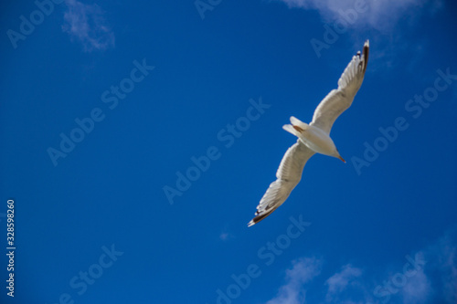 biała mewa piękny ptak lata po niebie nadmorskim