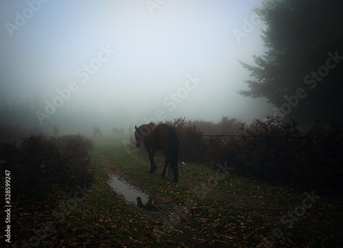 Wild horses in the fog.