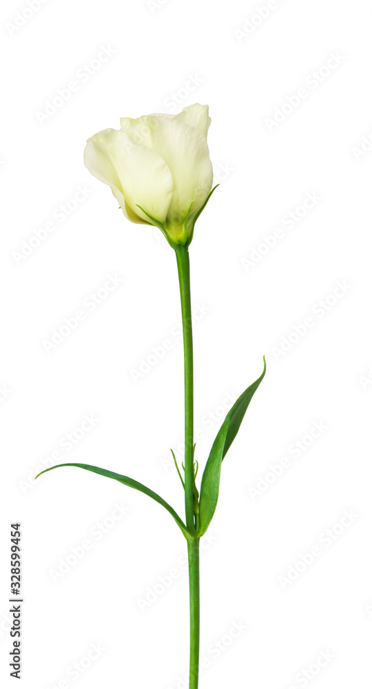 Beautiful eustoma flower isolated on white