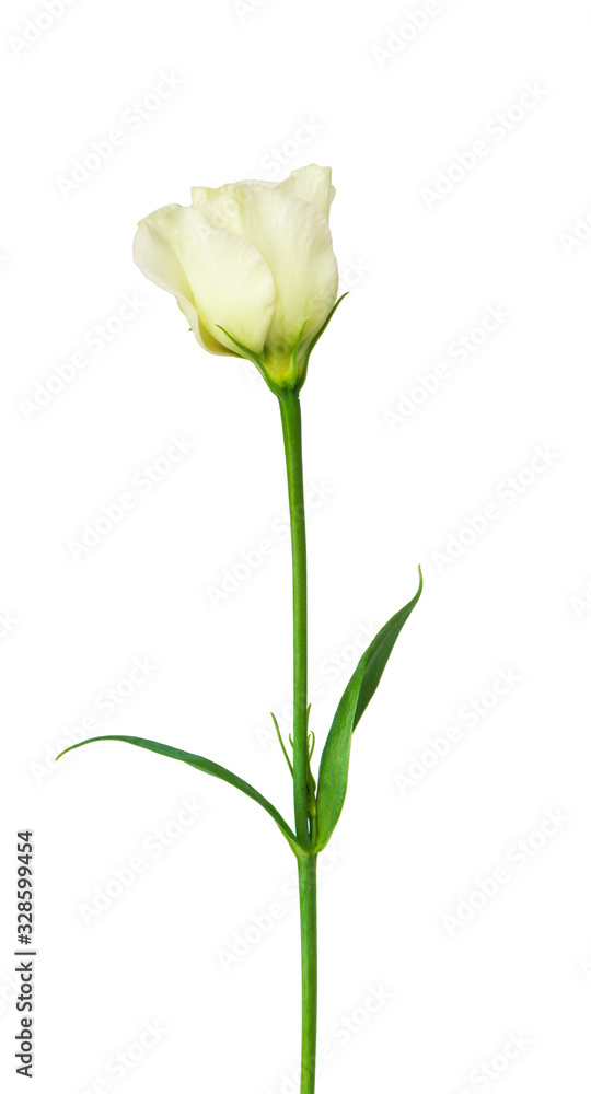 Beautiful eustoma flower isolated on white Beautiful eustoma flower isolated on white