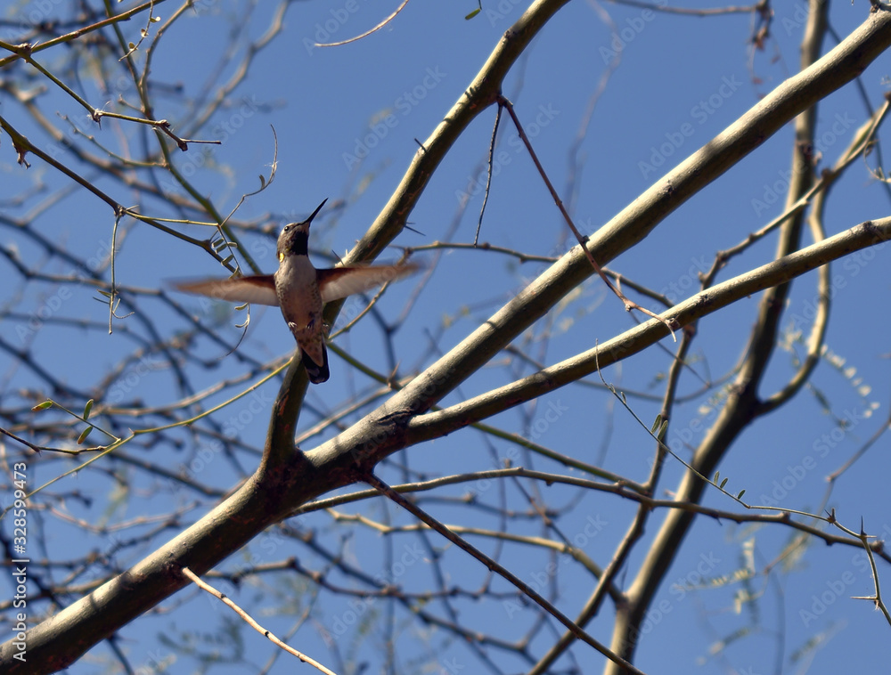 Hummingbird Drinking Tree Sap