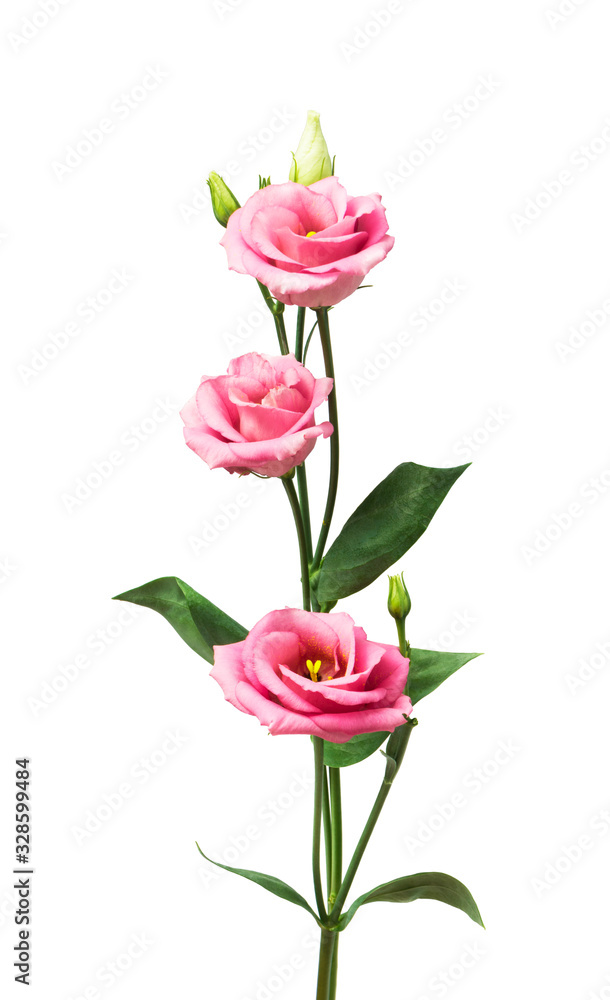 Beautiful eustoma flower isolated on white Beautiful eustoma flower isolated on white