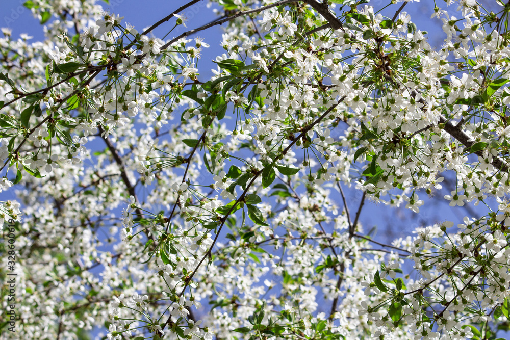 Spring flower landscape. Spring blooming spring flowers against blue sunny sky. White flowers in spring. Spring flower landscape. Sakura pattern. Place for text Spring flower landscape. Spring blooming spring flowers against blue sunny sky. White flowers in spring. Spring flower landscape. Sakura pattern. Place for text