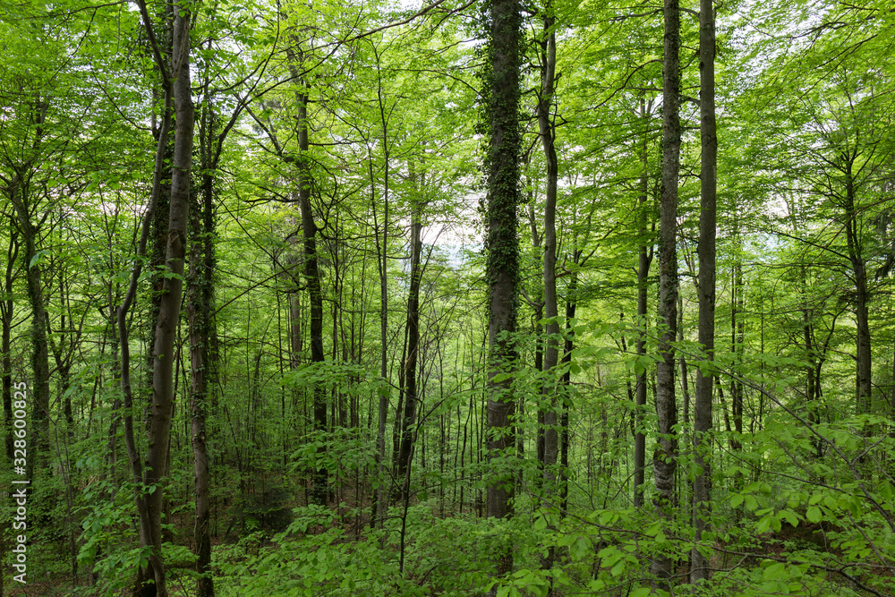 landscape of a dense and lush forest of an intense green landscape of a dense and lush forest of an intense green