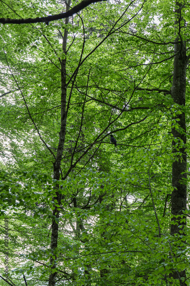 black crow perched on a tree branch in a green forest in Germany black crow perched on a tree branch in a green forest in Germany