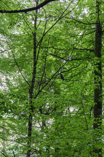 black crow perched on a tree branch in a green forest in Germany