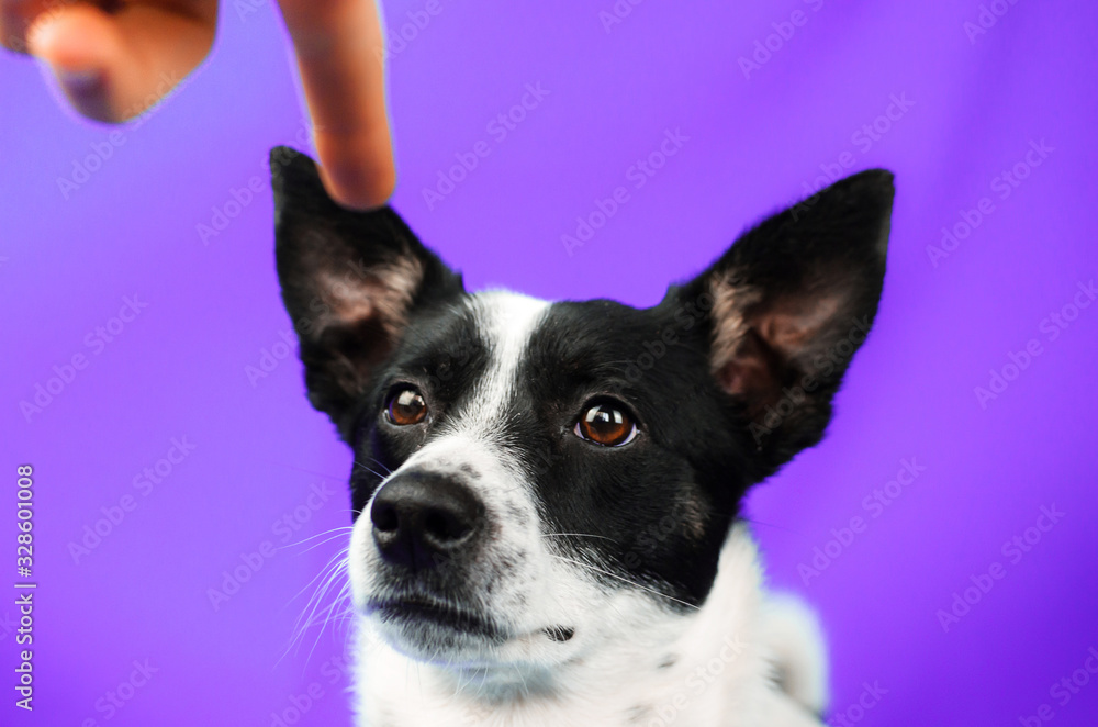 Dog is commanded on a purple simple isolated background with a copy space, basenji