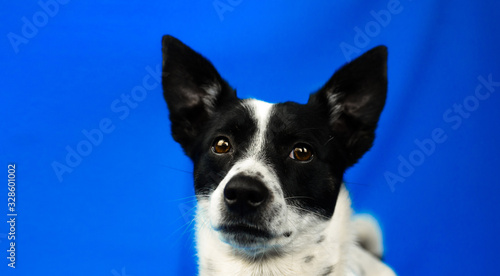 Close-up portrait of a dog on a blue simple isolated background with copy space, basenji