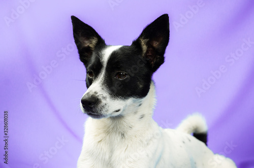 Portrait of a dog on purple delicate fabric on a simple isolated background with copy space, basenji
