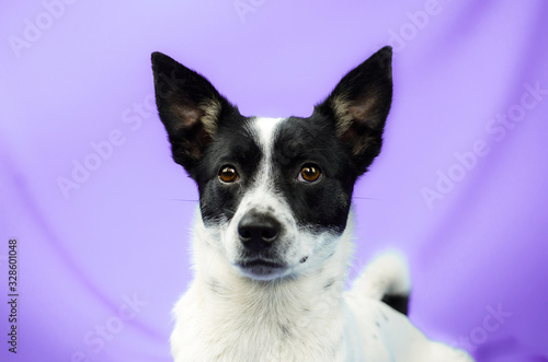 Portrait of a dog on purple delicate fabric on a simple isolated background with copy space, basenji