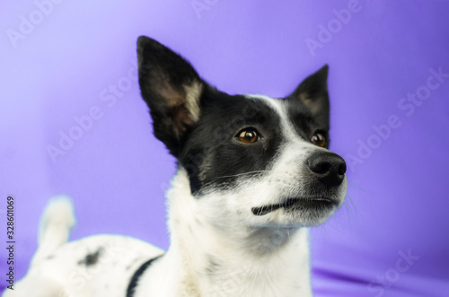 Close-up portrait of a dog on a gentle purple simple isolated background with a copy space, basenji