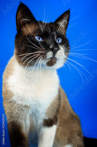 Interested Siamese cat on a blue simple isolated background, portrait of an animal with a copy space
