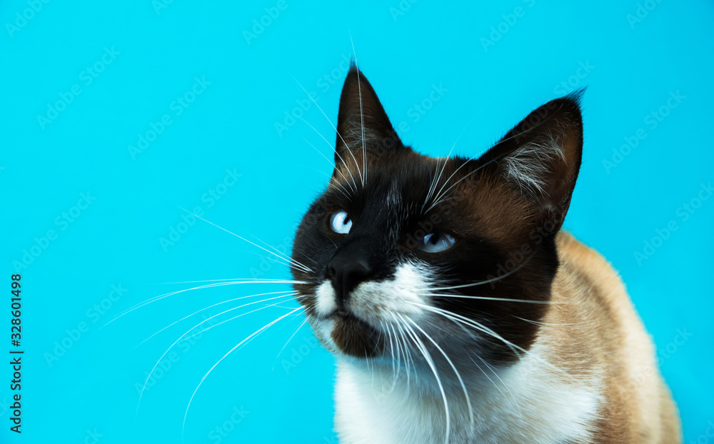 Siamese cat animal portrait on turquoise isolated plain background