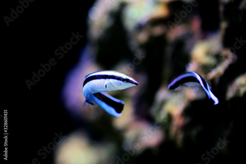 Quadro su tela Bluestreak cleaner wrasse - Labroides dimidiatus