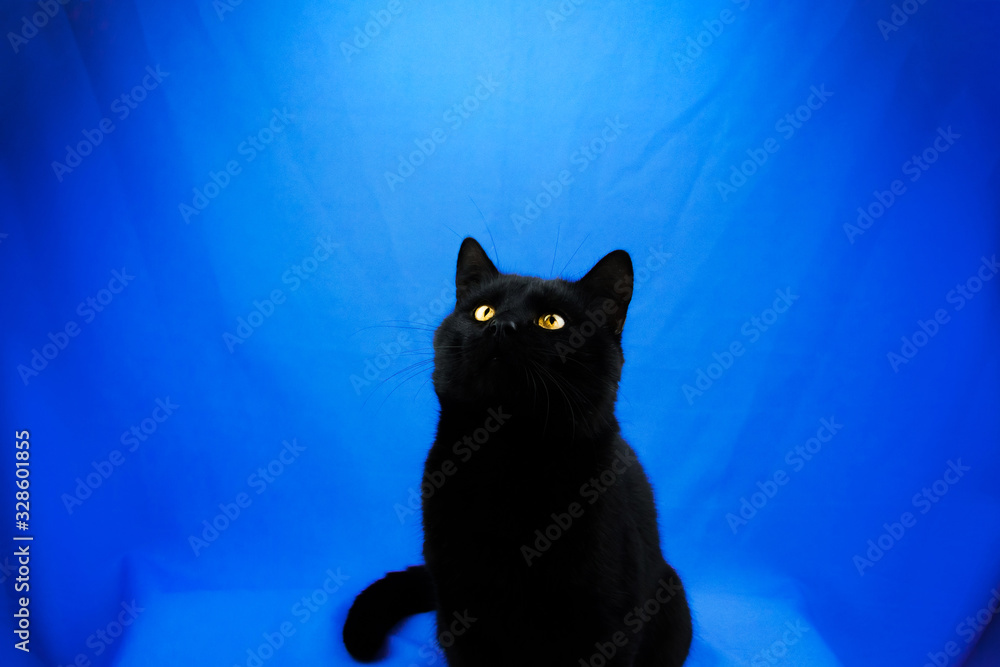 Black cat looks up on a blue isolated background with a copy space Black cat looks up on a blue isolated background with a copy space