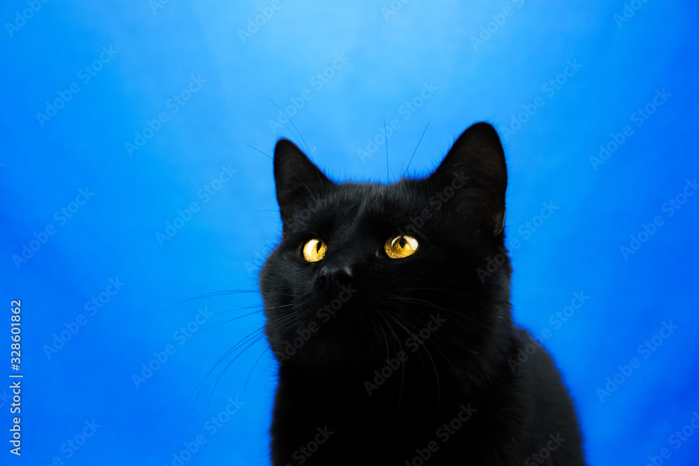 Beautiful black cat portrait on blue isolated background with copy space