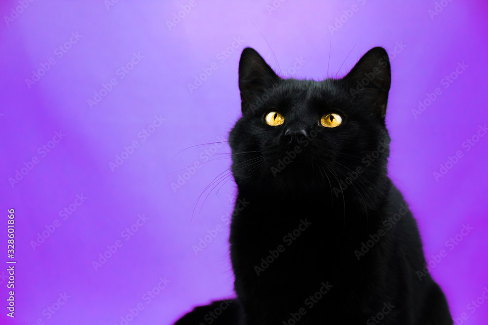 Beautiful black cat portrait on purple isolated background with copy space