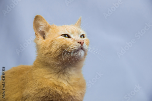 Contented little fluffy ginger kitten, portrait on isolated gray background